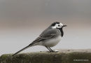 White Wagtail male adult