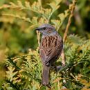 Dunnock, Accenteur mouchet