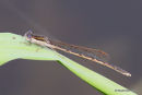 Winter Damselfly (Sympecma fusca)