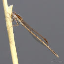 Winter Damselfly (Sympecma fusca)