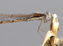 Winter Damselfly (Sympecma fusca)