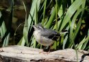 Grey Wagtail young