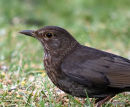 Blackbird female
