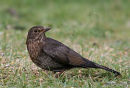 Blackbird female