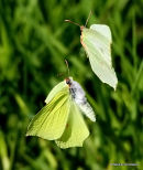 Brimstones