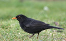 Blackbird male