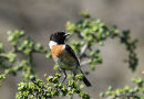 Stonechat, Tarier pâtre