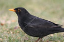Blackbird male