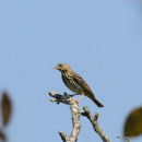 Tree Pipit
