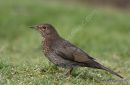 Blackbird female