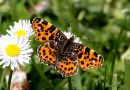 Map Butterfly, 1st brood