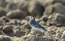 White Wagtail male adult