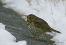 Song Thrush, Grive musicienne