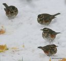 Redwings