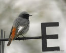 Black Redstart, Rougequeue noir, male
