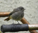 Black Redstart, juvenile 