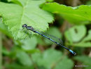 Variable Damselfly (Coenagrion pulchellum)