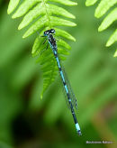 Variable Damselfly (Coenagrion pulchellum)