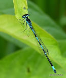 Variable Damselfly (Coenagrion pulchellum)
