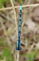 Common Blue Damselfly (Enallagma cyathigerum)