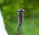 Variable Damselfly (Coenagrion pulchellum)