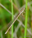Winter Damselfly (Sympecma fusca)