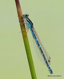 Dainty Damselfly (Coenagrion scitulum)