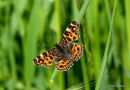 Map Butterfly, 1st brood