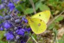 Berger's Clouded Yellow, Le Fluore