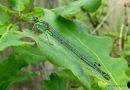 Azure Damselfly (Coenagrion puella)