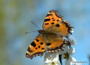 Large Tortoiseshell