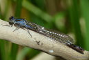 Blue-tailed Damselfly (Ischnura elegans)