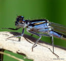 Blue-tailed Damselfly (Ischnura elegans)