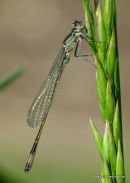 Blue-tailed Damselfly (Ischnura elegans)
