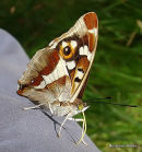 Purple Emperor female