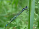 Variable Damselfly (Coenagrion pulchellum), Agrion gracieux
