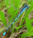 Common Blue Damselfly (Enallagma cyathigerum), Agrion porte-coupe