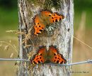 Large Tortoiseshells, La Grande Tortue