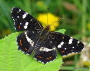 Map Butterfly, 2nd brood
