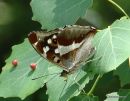 Purple Emperor, Le Grand Mars changeant  