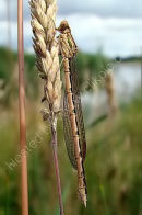 Winter Damselfly (Sympecma fusca)