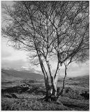 Silver Birch