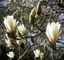 Magnolias - the coming of spring