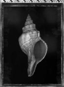 Shell 2