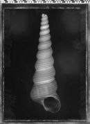 Shell 1