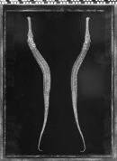 Pipe fish