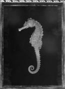 Seahorse