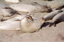 Elephant seal exercising 