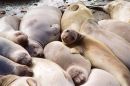 Elephant seals taking a siesta