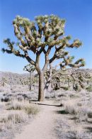 Joshua Tree / hunuvat chiy’a